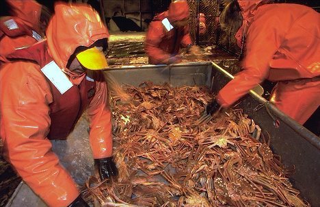 Opilio Crab Processing